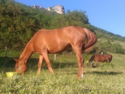 Chevaux